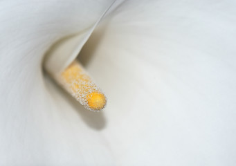 calla stamen