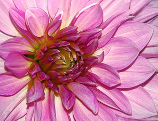 Obraz premium dahlia