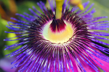 passion flower