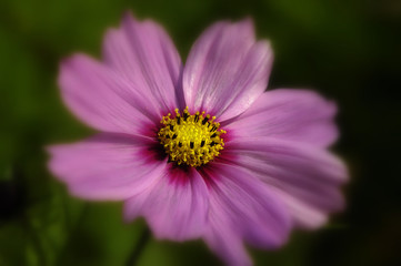 Obraz premium cosmos