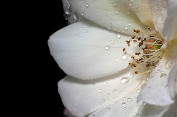 Fototapeta na wymiar biała róża