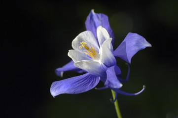 columbine