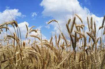 field of wheat