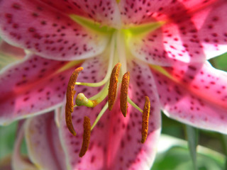 lily stamen closeup