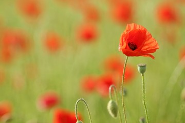 coquelicot