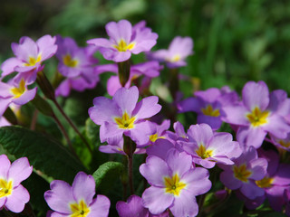 primula