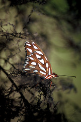 Fototapeta na wymiar brown moth