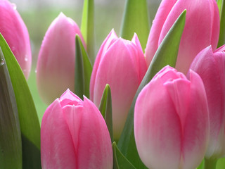 pink tulips - 57521