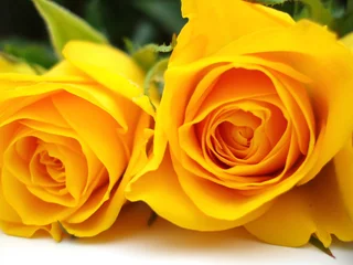 Photo sur Aluminium Macro roses jaunes