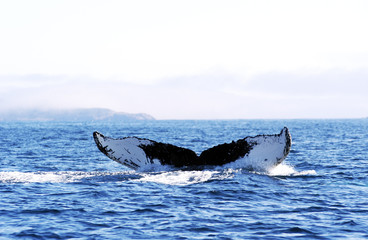 Fototapeta premium humpback whale tail