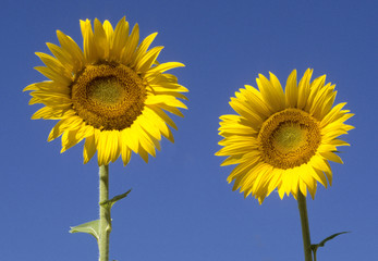 Naklejka premium tournesol