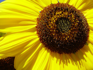 Obraz premium sunflower