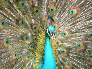 Obraz premium peacock