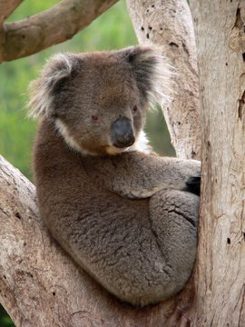 koala in fork of a tree