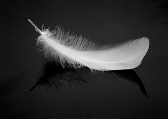 the feather b&w version