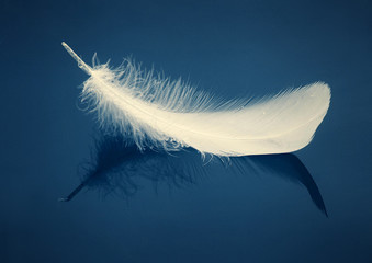 the feather