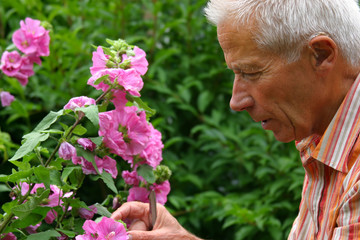 older man gardening