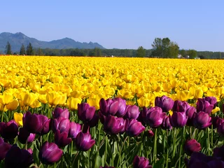 Fotobehang Tulp bloeiende paarse, gele tulp