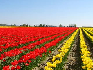 Photo sur Plexiglas Tulipe tulipe en fleurs