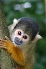 Abwaschbare Fototapete Affe süßer Eichhörnchenaffe