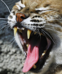 mouth of a lynx