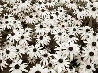 Cercles muraux Marguerites daisies in sepia