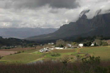 Fototapeta na wymiar stellenbosch wine farm