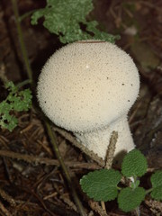 champignon blanc