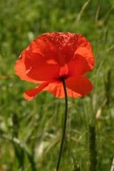 coquelicot