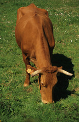 vaca 1