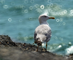 seagull © Tatiana Morozova
