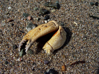 crabs leg on beach