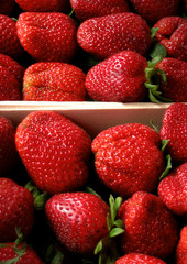 fraises