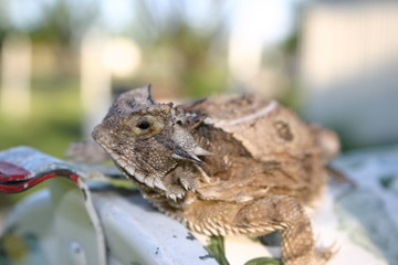 horned toad