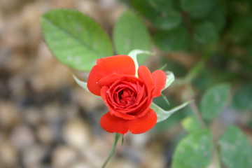 small rose