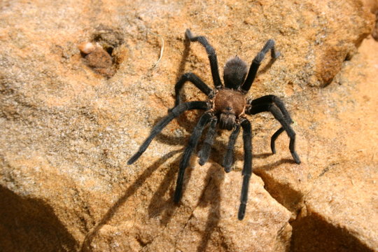 giant hairy tarantula