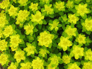euphorbe jaune vert
