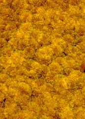marigolds multiple exposure