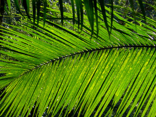 palmiers brésiliens