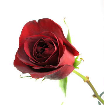 Beautiful Red Roses . Image & Photo (Free Trial)
