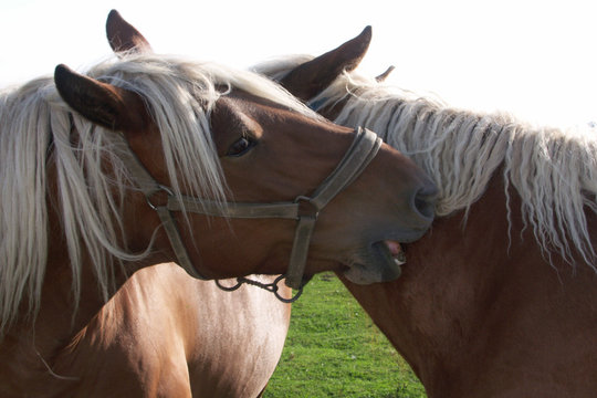 calin de chevaux 1