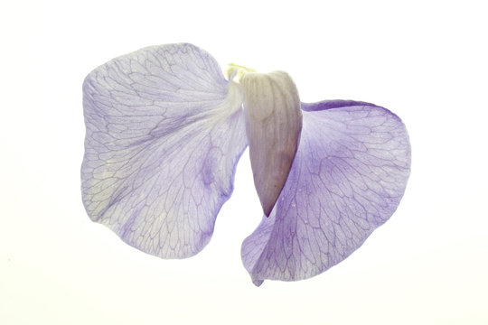 Fototapeta sweet pea blossom on white
