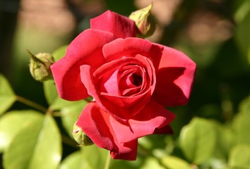 rose 7