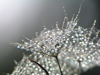waterdrops on dandelion