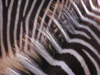 zebra – hair with sunlight - 72733