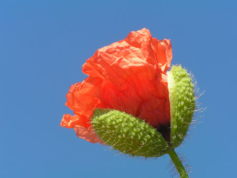 Poppy Bud