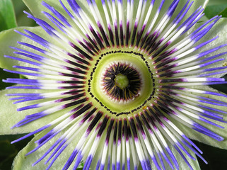 blue passion flower