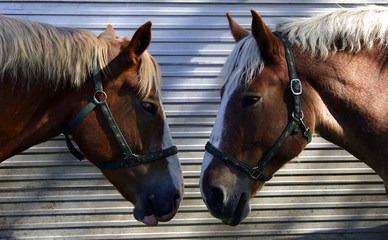 two horses talking head-to-head