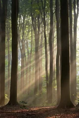 Foto op Plexiglas zonnestralen die mistig bos doorkruisen © MikLav