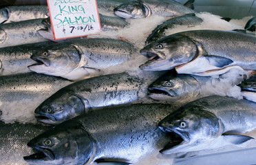king salmon